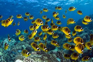 How Marine Protected Areas Help Fisheries and Ocean Ecosystems